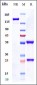 Anti-TNFRSF5 / CD40 Reference Antibody (Teneliximab)